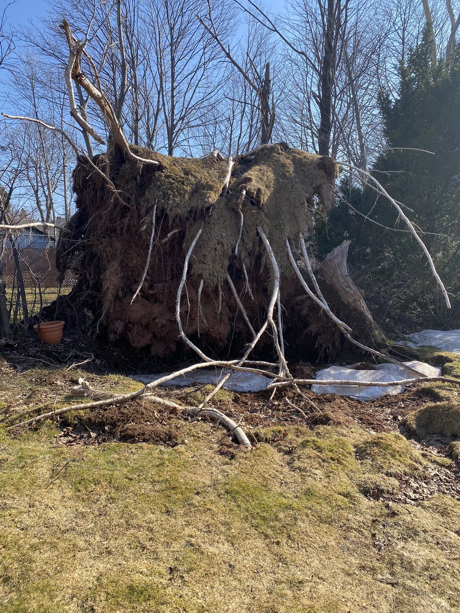 LouiseMartinCBC's tweet photo. Gorgeous day had me waking. Absolutely beautiful and then slammed by reminders of Fiona. The damage still so evident. Thank you to Joyce for showing me the extent of the damage in your yard. Awful!
#pei #Fiona https://t.co/sKxUZoYf3u