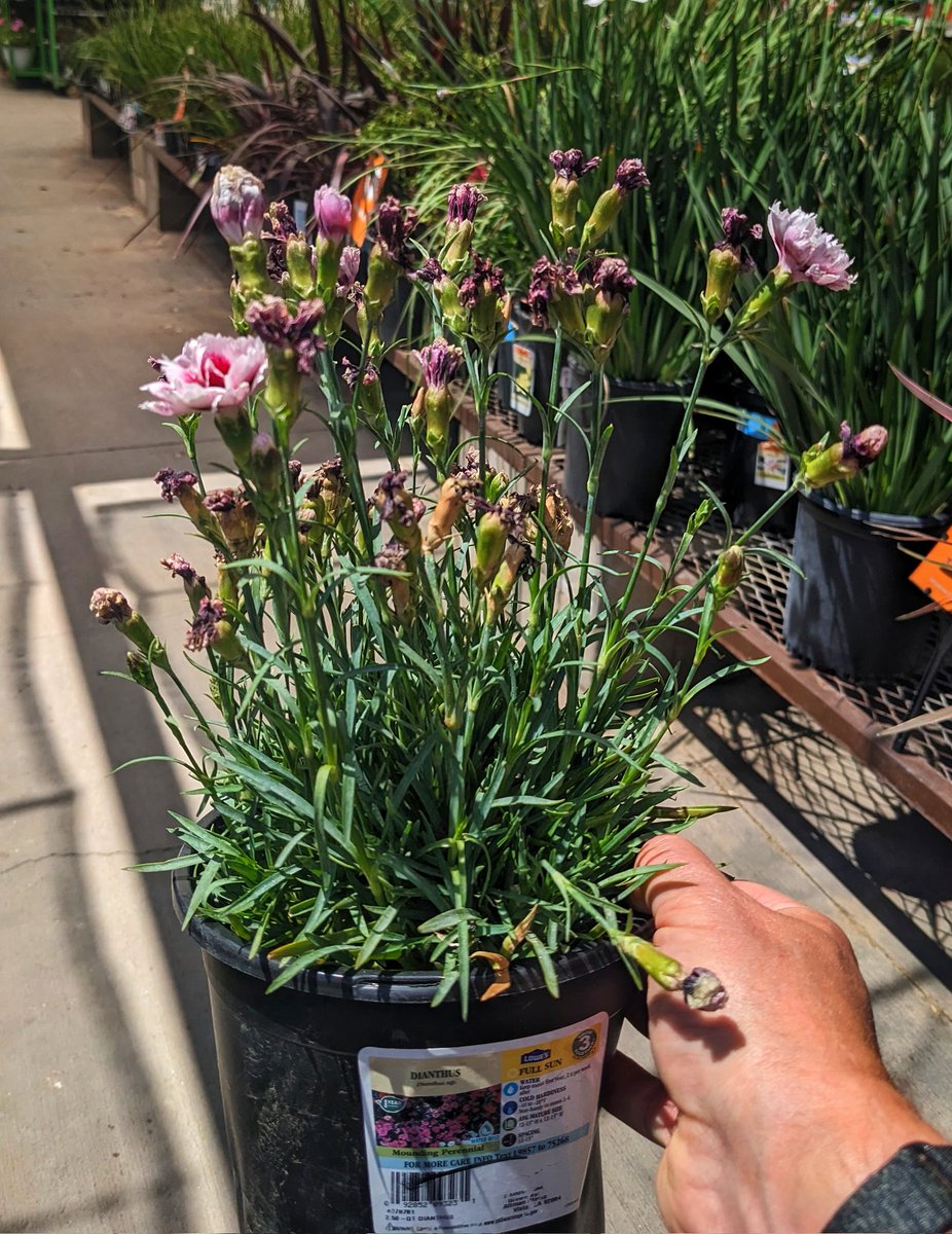 VanceMc14's tweet photo. Clearance purchase. A perfectly healthy plant, but Lowe's chose to put it on the clearance rack rather than dead-head it. Or maybe they honestly didn't even know, which is even scarier. All good for me though! 🙂👍 https://t.co/GN10q6xteh