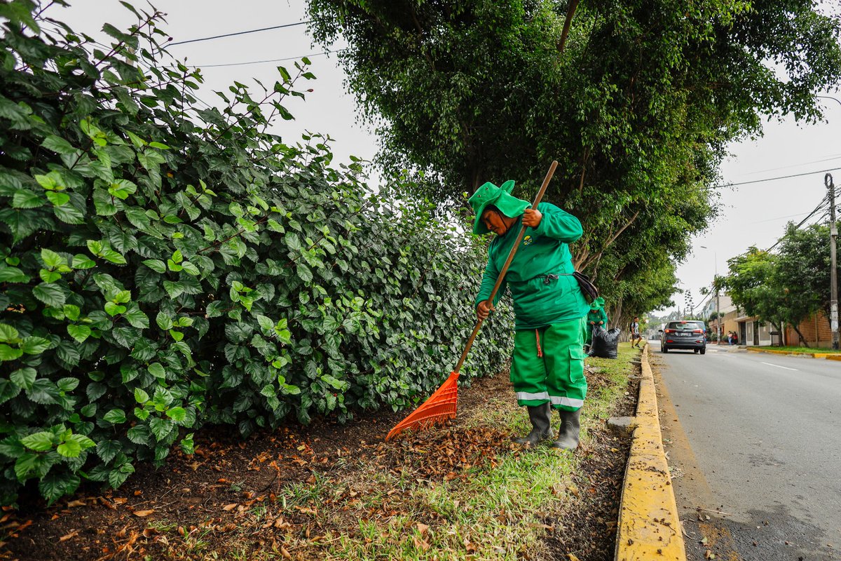 Munimolina's tweet photo. POR UN DISTRITO MÁS BELLO👷♂️
Desde temprano estamos en la avenida Los Frutales realizando el podado de los árboles🌳 y sembrando flores🌷
#LaMolinaRenace #LimaEste #YoAmoLaMolina #ecología #areaverde #MedioAmbiente https://t.co/47Q9BINyM8