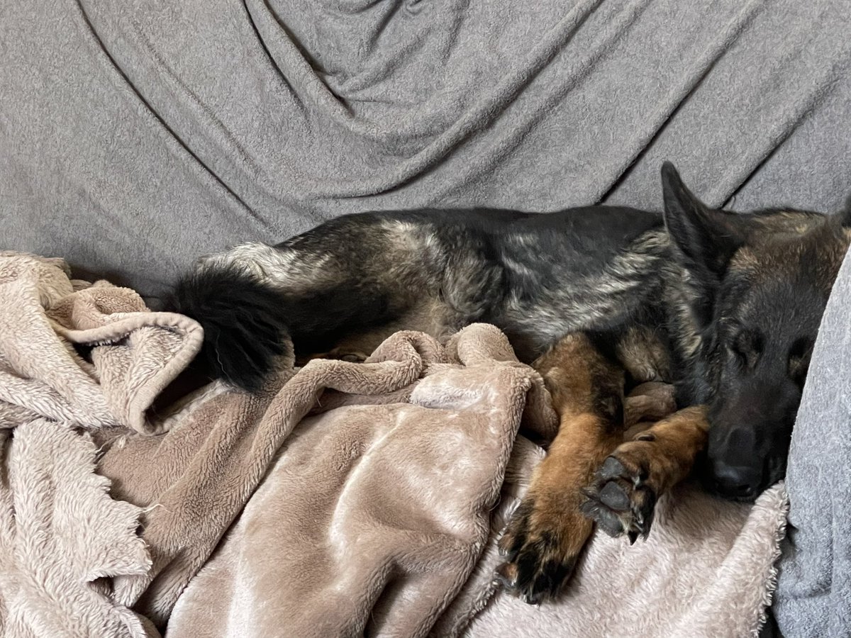 VaderGSDR's tweet photo. Relaxing on the dog sofa.  It wasn’t me who chewed up the blanket…. 🐾🐾 https://t.co/lUBLzsrZbp