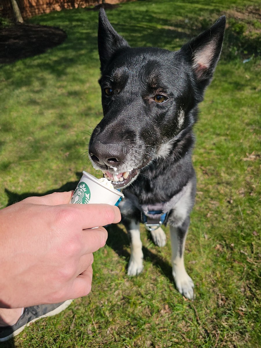 Twiin_A's tweet photo. @Starbucks Major &amp; Bodhi's first pup cups! https://t.co/lbr3Gai4OY