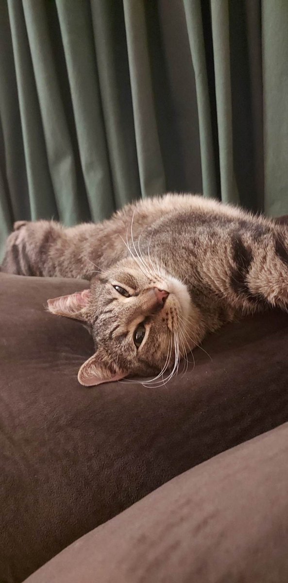 I fr love my cat 🥺