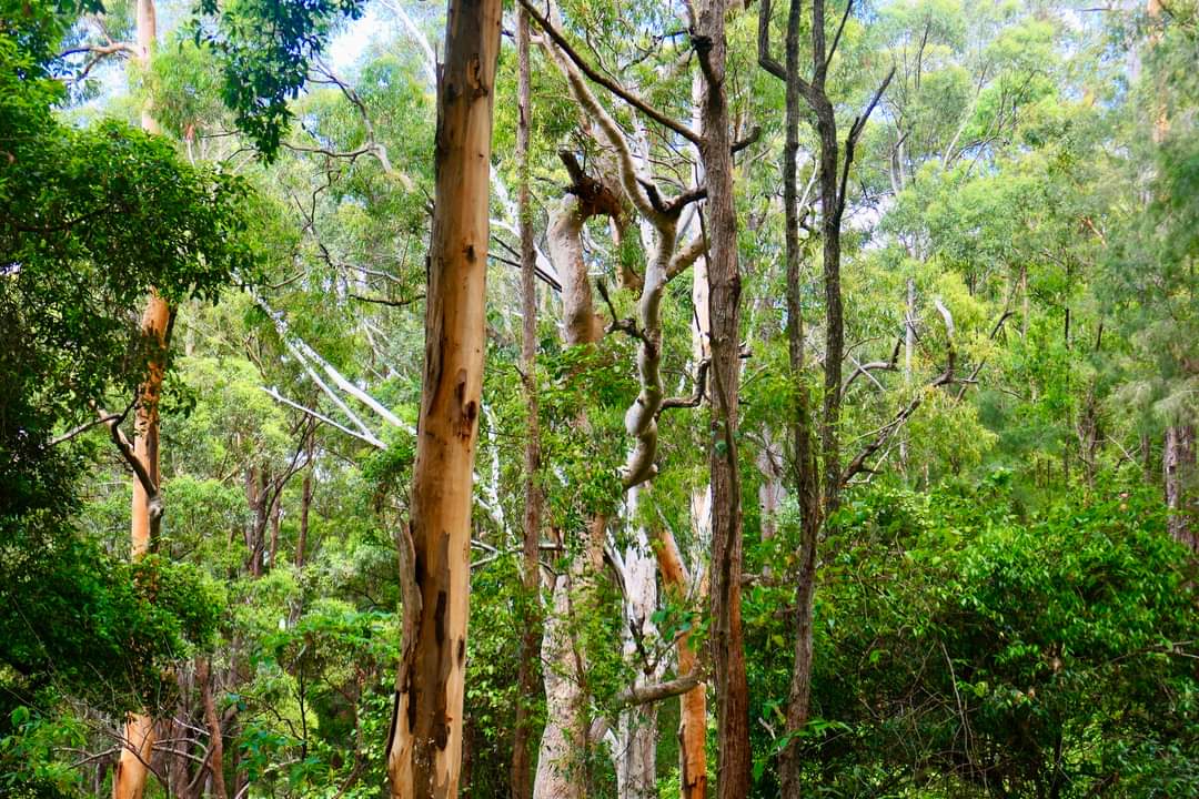 animaljusticeAU's tweet photo. "NO SOCIAL LICENCE TO DESTROY
NEWRY STATE FOREST ...
Please write to
@PennySharpemlc
@tanya_plibersek @PatConaghanMP
#EndNativeForestLogging
#STANDUPFORFORESTS
Review of NSW Biodiversity Act
DUE TUESDAY" 🔻
https://t.co/Rtlg822x4W
- Forest Ecology Alliance
📷 John Bennett https://t.co/SRqCTvkdpn