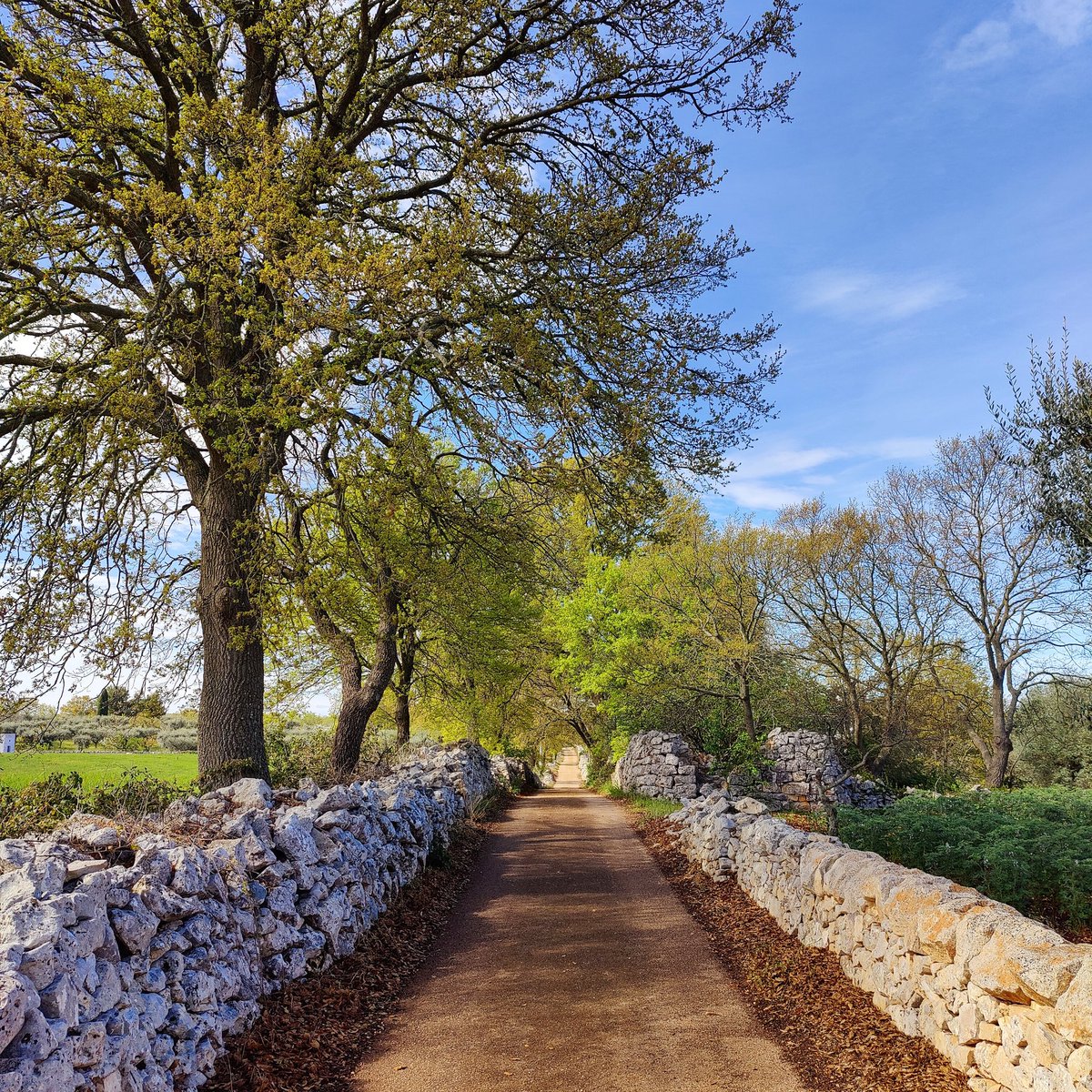 simonebarnaba21's tweet image. Il posto in cui vivo è straordinario, perchè mi permette di correre in posti così!

#percorsi #natura #trekking #italia #benessere #arte #sentieri #nature #italy #alberobello #campagna #love #photography #vita #emozioni #sport #corsa #travel #instagood #turismo #trekkingitalia #e