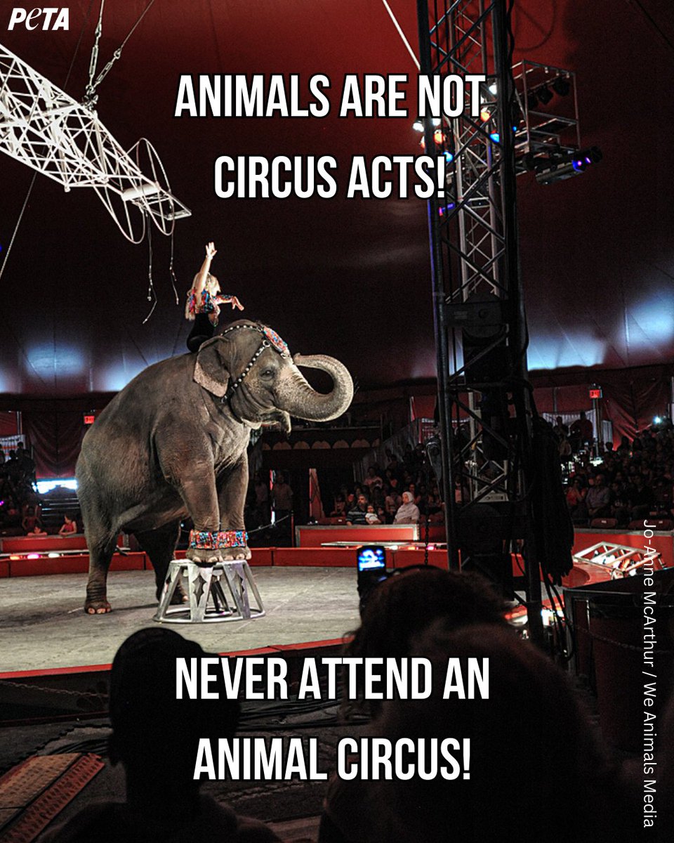 Circuses should be a place of joy and wonder, but for animals, it's a living nightmare.

The use of animals is outdated and unacceptable, there's nothing entertaining about animal abuse. Tag someone that needs to know.

#WorldCircusDay 
#SaveTheElephantDay