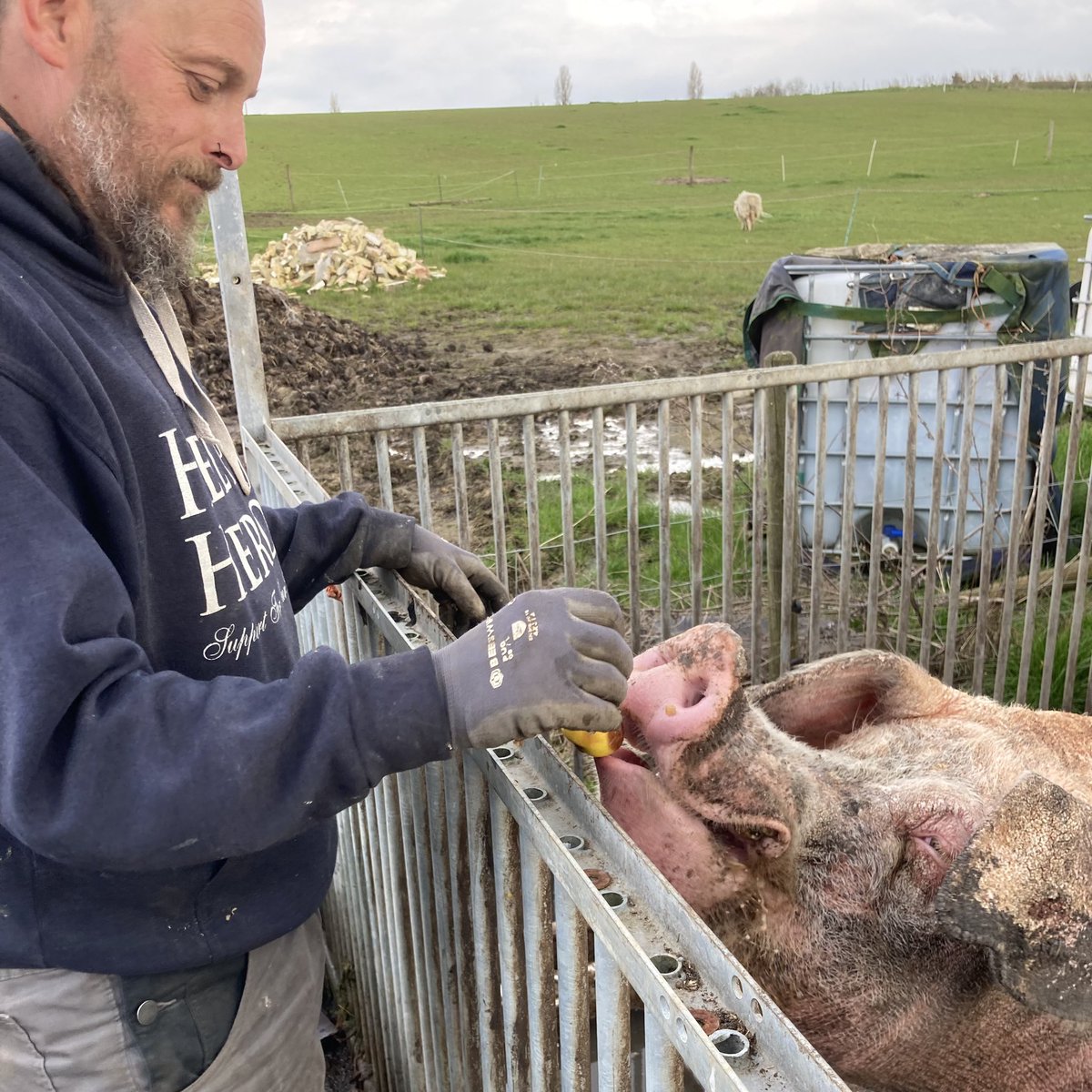 sundncej's tweet photo. @ScavengerDave And pig feeding 🤣🤣 https://t.co/Q1ApOFdukg