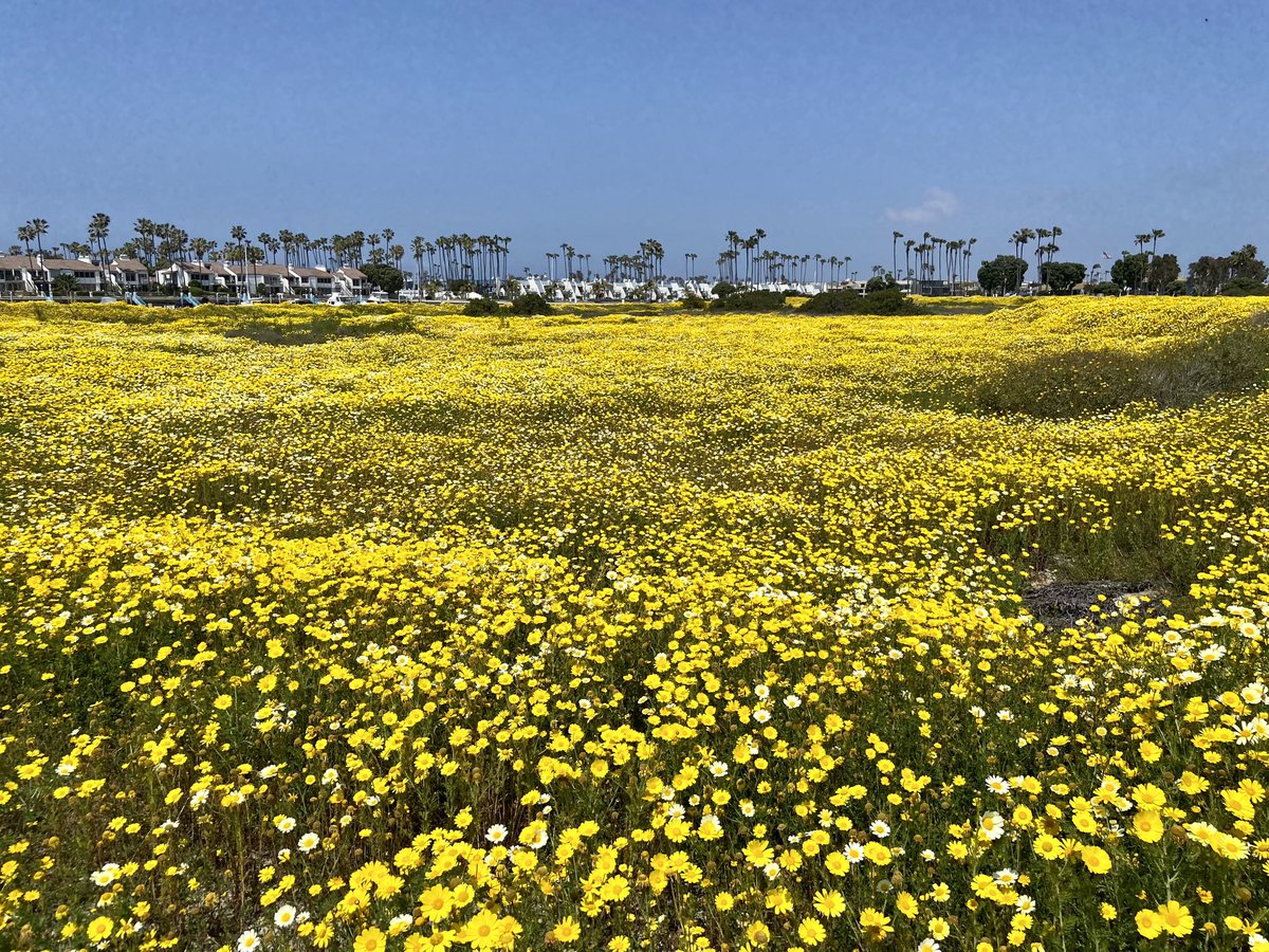 rochesterslim's tweet photo. Small section of the California super bloom in San Diego’s Coronado Cays https://t.co/JheRfQqwGD