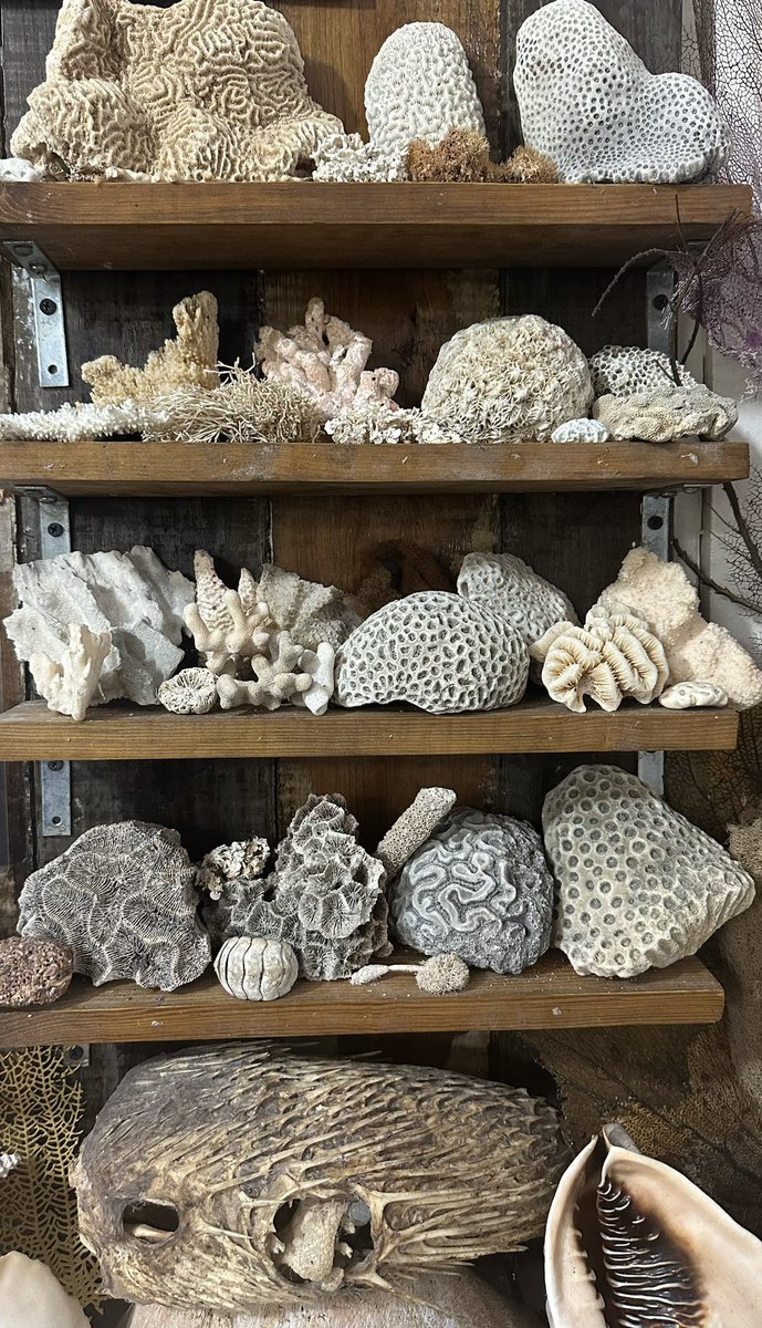 zoemunson_'s tweet photo. Incredible visit to @Kanahau_utila conservation and research facility yesterday, as well as the limestone cave system home to 6,000 bats where you can find fossilised corals 20m above sea level 🦇 🪸 https://t.co/LpWXdGffYJ