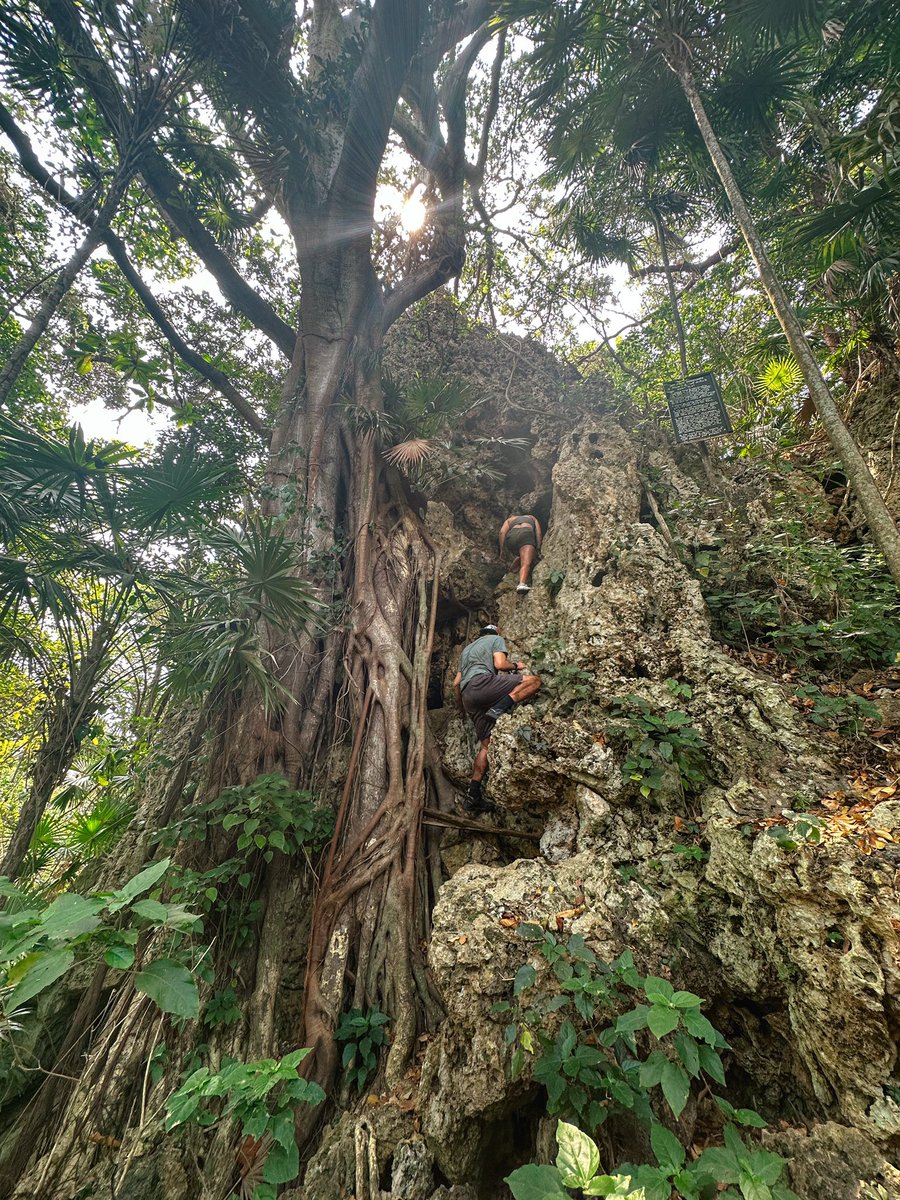 zoemunson_'s tweet photo. Incredible visit to @Kanahau_utila conservation and research facility yesterday, as well as the limestone cave system home to 6,000 bats where you can find fossilised corals 20m above sea level 🦇 🪸 https://t.co/LpWXdGffYJ