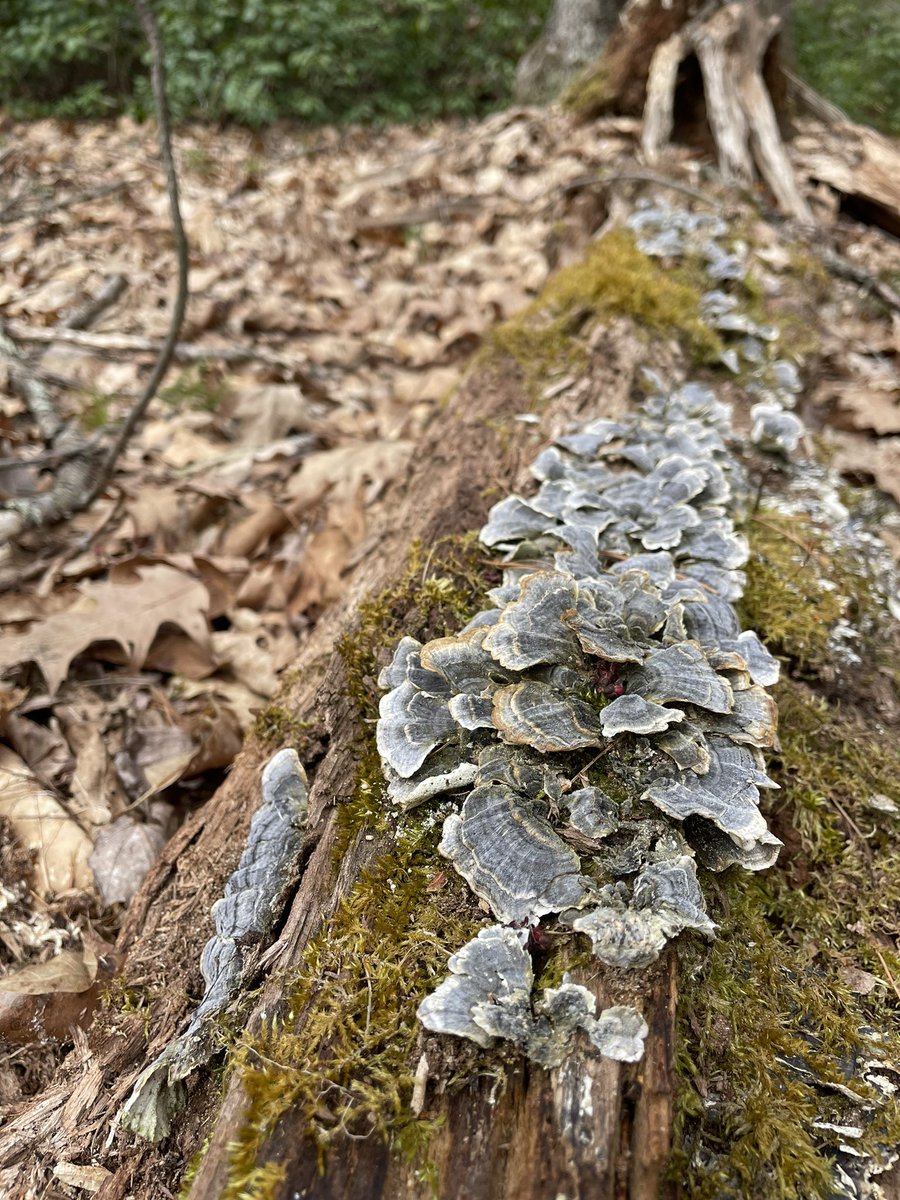 EvanRRoss's tweet photo. Didn’t plan it this way but decided to hike the Podick/Katherine Cole/Szala Conservations Areas today and realized it was exactly one year from the last time I was here. https://t.co/WmcpiCWNpQ