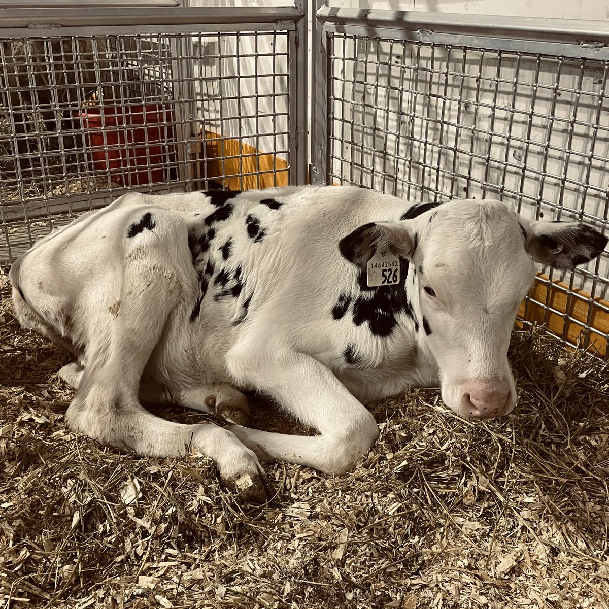 MeghLand's tweet photo. great couple days @EarltonFarmShow - nice to be north! #cdnag https://t.co/ZtuCI1aUXw