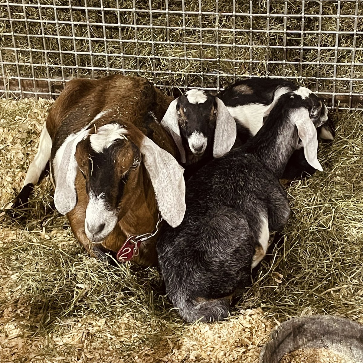 MeghLand's tweet photo. great couple days @EarltonFarmShow - nice to be north! #cdnag https://t.co/ZtuCI1aUXw