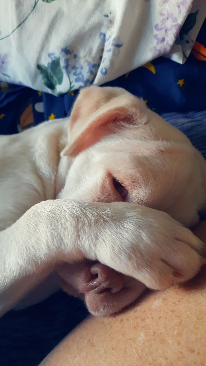 SmoakandAsh's tweet image. Mando for the timeline today. 💚 #Mando #puppymom