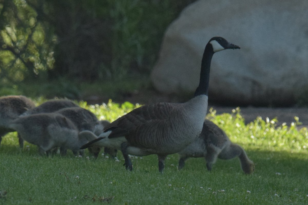 It's that time of year when questions about how to rescue that 'lonely' Canada Goose in the [parking lot, park, pond, etc] come in. Unless obviously injured, they do not need help. They are minding their mate who is nearby, and pretty soon you'll know why because👇