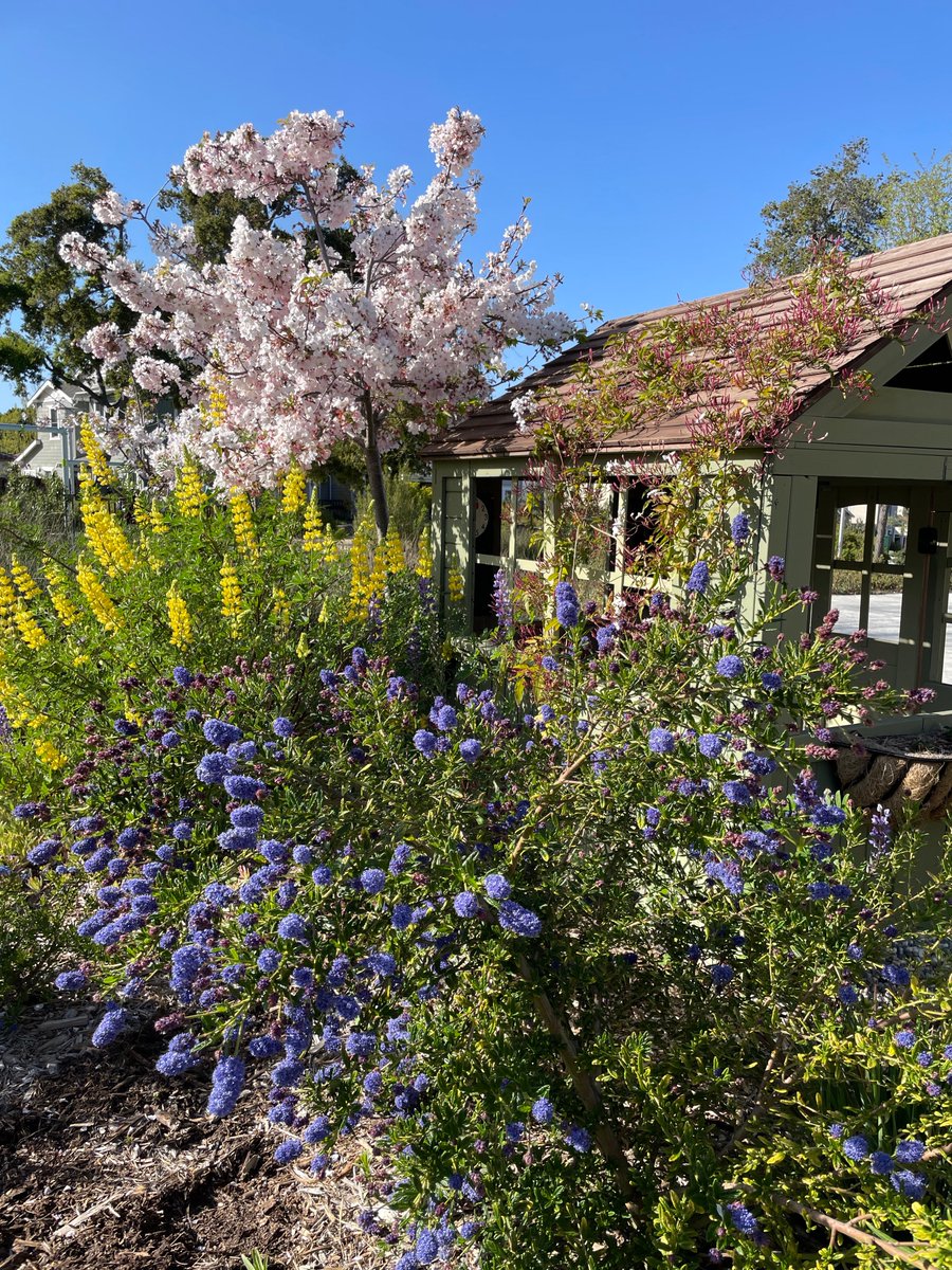 Engulfed in blooms <3