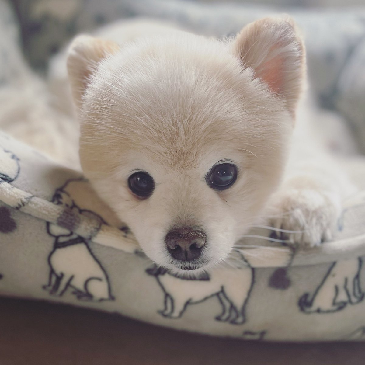 Louie loves a rainy Saturday☔️