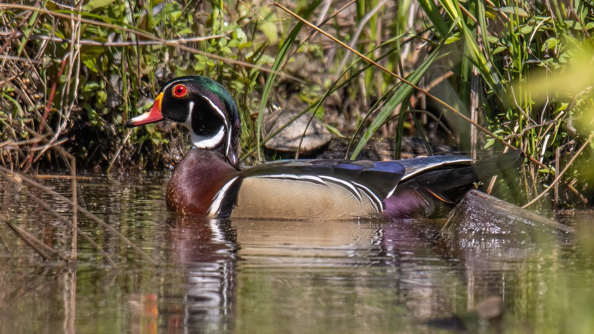 whobedannyd's tweet photo. I am convinced that anyone who doesn't believe in God has never seen a Wood Duck!!
#MagnificentCreatures
#AGoodMorningOnThePond
#WildlifePhotography https://t.co/xS9TL6MVl0