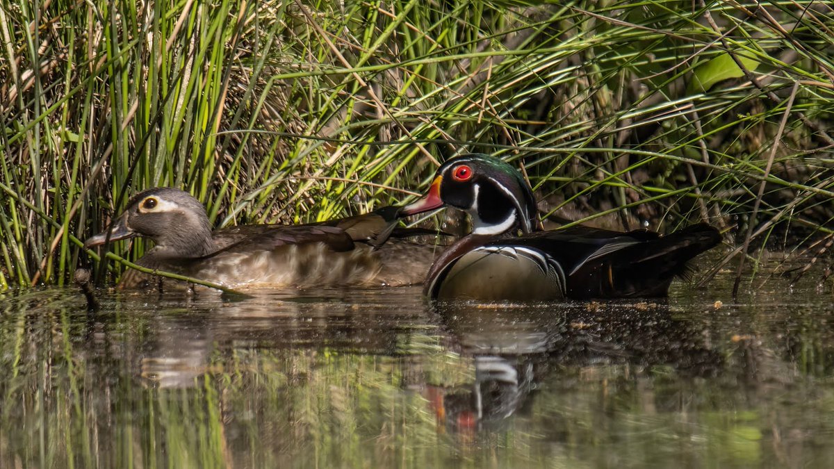 whobedannyd's tweet photo. I am convinced that anyone who doesn't believe in God has never seen a Wood Duck!!
#MagnificentCreatures
#AGoodMorningOnThePond
#WildlifePhotography https://t.co/xS9TL6MVl0