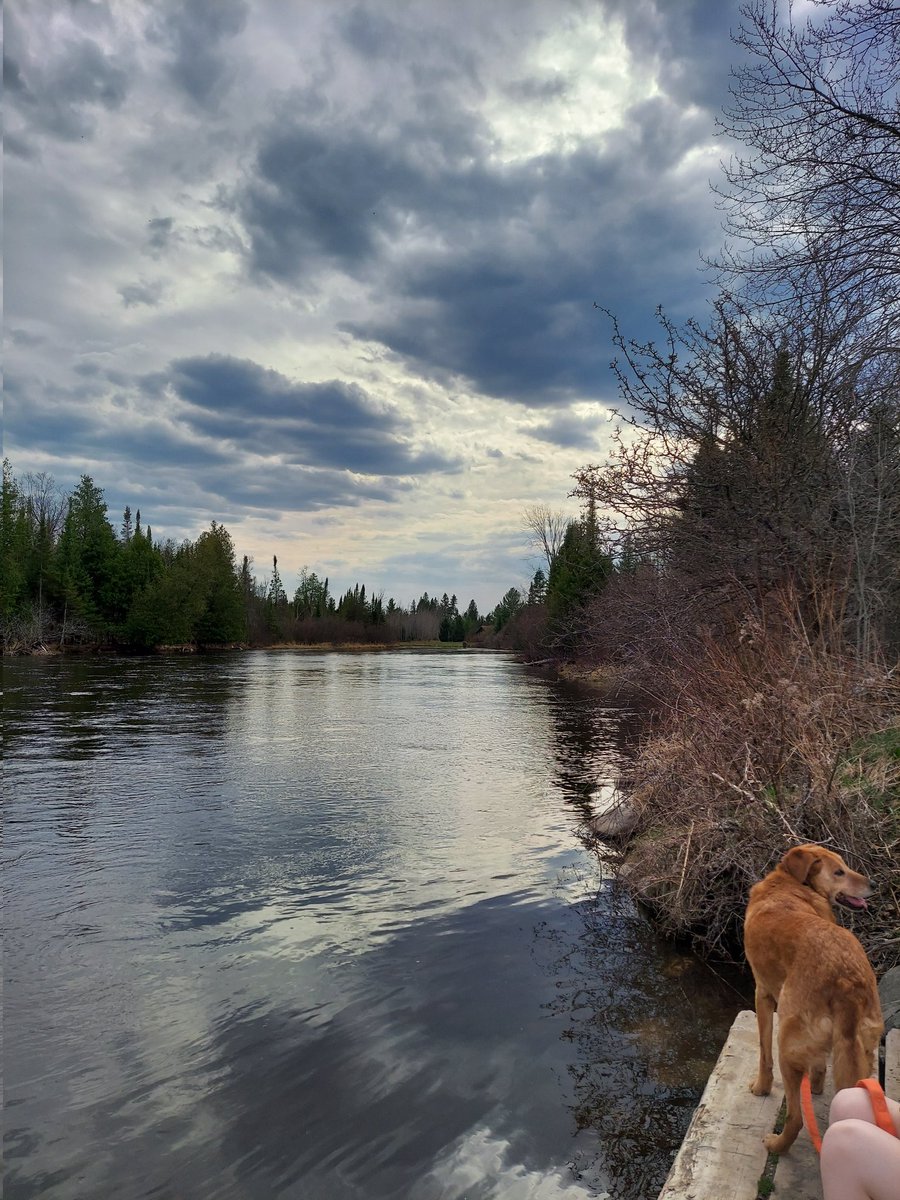 pamanne_schanck's tweet photo. I absolutely love where I live. I might have to drive a half hour to go to Walmart but this is practically in my backyard. #AuSable #MioMi #upnorth #river https://t.co/tscMZnrWF6