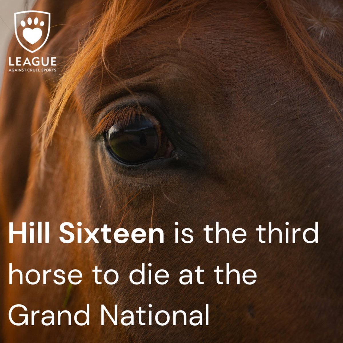 3 horses dead at the #GrandNational and some are actually blaming the protestors. Are protestors also to blame for the other 2598 horses who’ve died on UK courses in the last 16 years? Thank you @AnimalRising for trying to save these beautiful, innocent animals 😔🙏🏼💚🐴💚