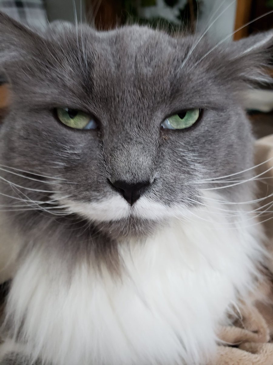getheller1006's tweet photo. I said.... happy #Caturday #Misstache #catswithmustaches #CatsOfTwitter #HappyCaturday https://t.co/aWNd0qafr4