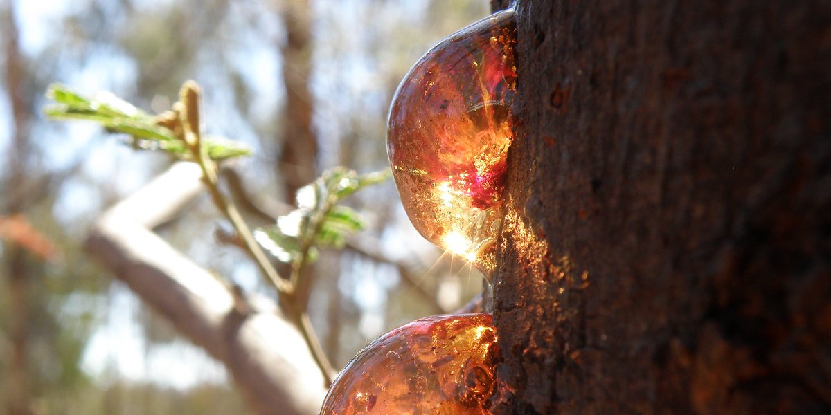 Kino is a botanical gum found on various species of trees.
   
At our forest near Bonnie Doon in Victoria, the sun illuminates the magnificent amber hues of kino resin as it oozes from the trunk of a Black Wattle (Acacia mearnsii), forming into soft round lumps. 

#GrowingHope
