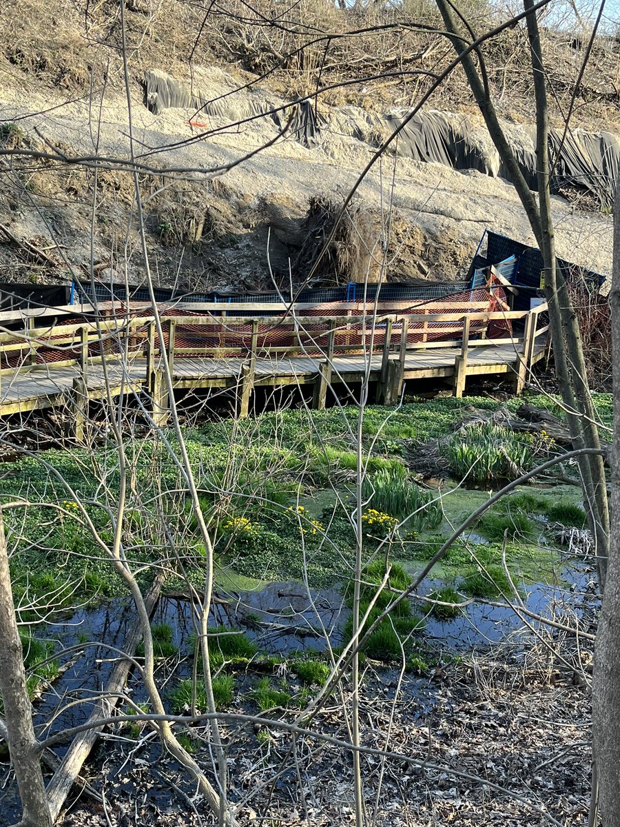 With signs of spring in @SmallsCreek I was happy to be able to tell a young fan that @Metrolinx @GOExpansion has committed to restoring the connectivity in the ravine with a boardwalk. His tears at seeing the trees come down was replaced with a big smile. #restoration