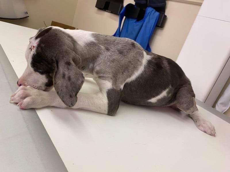 KAArescue's tweet photo. Diego needs help! This sweet boy was found this morning alone and hurt! After this initial exam, we found he has healing wounds, a fractured back leg, and possibly parvo! Any donations towards Diego's medical care would be greatly appreciated, we couldn't do this w/o your help! https://t.co/WOl2QAJOHr