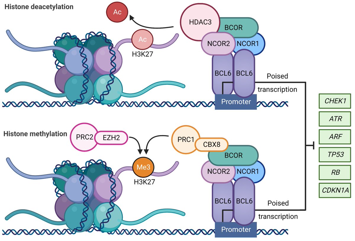 Molecular Cancer Research tweet media