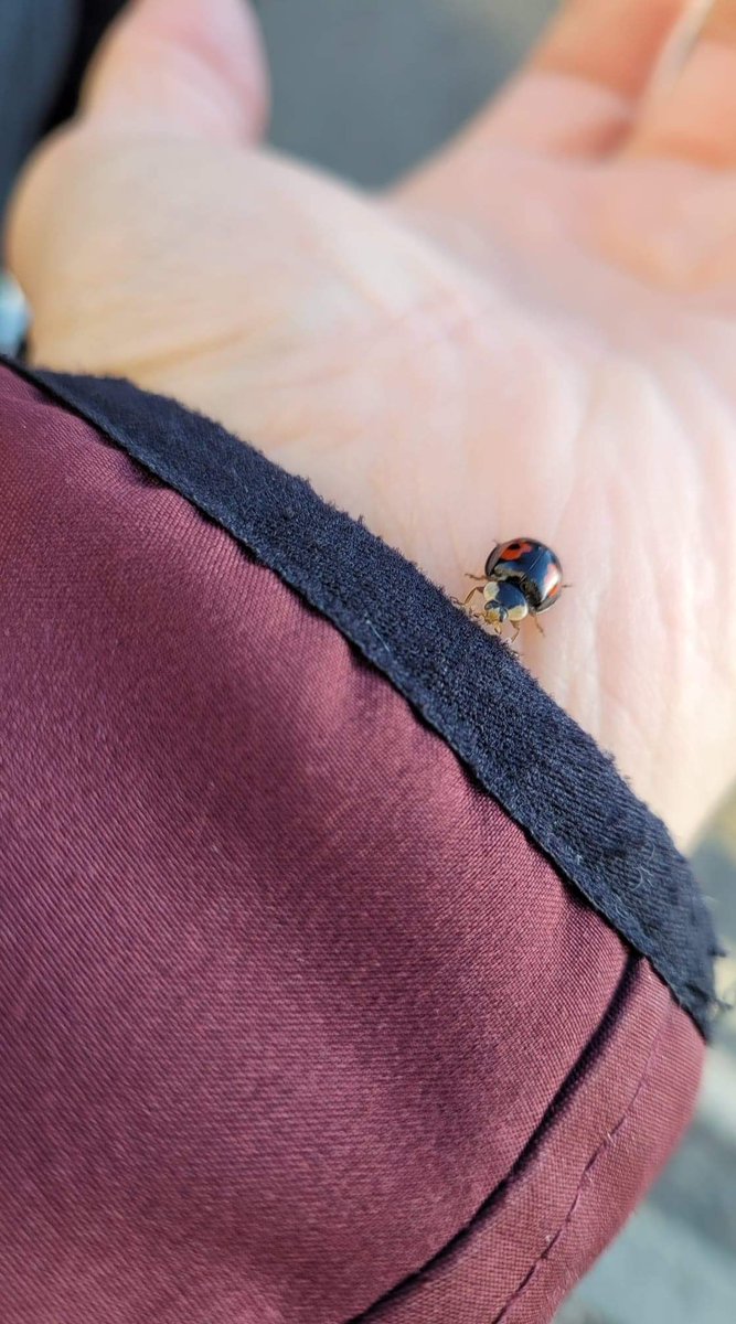 He knows how interested in bugs I am and sends me photos of all the bugs he finds