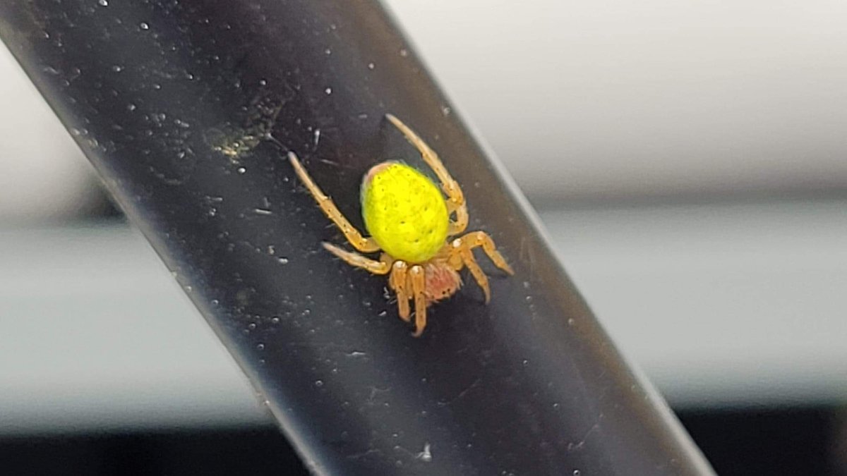 toutlefromage's tweet photo. He knows how interested in bugs I am and sends me photos of all the bugs he finds https://t.co/KvosB0bqDZ