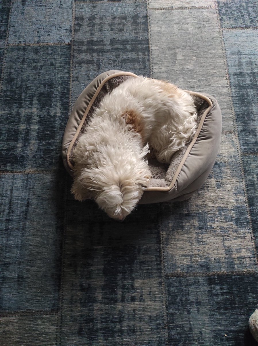 EddieTeddy4's tweet photo. if you see this tweet, quote tweet it with the most recent photo you took of your pet. no cheating. https://t.co/hbETccq2w0