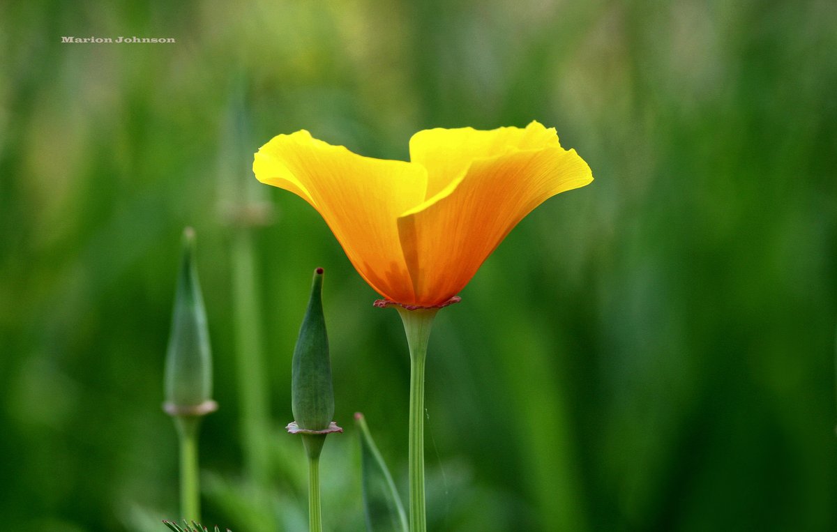 California Poppy #flower #californiapoppy #closeupshot