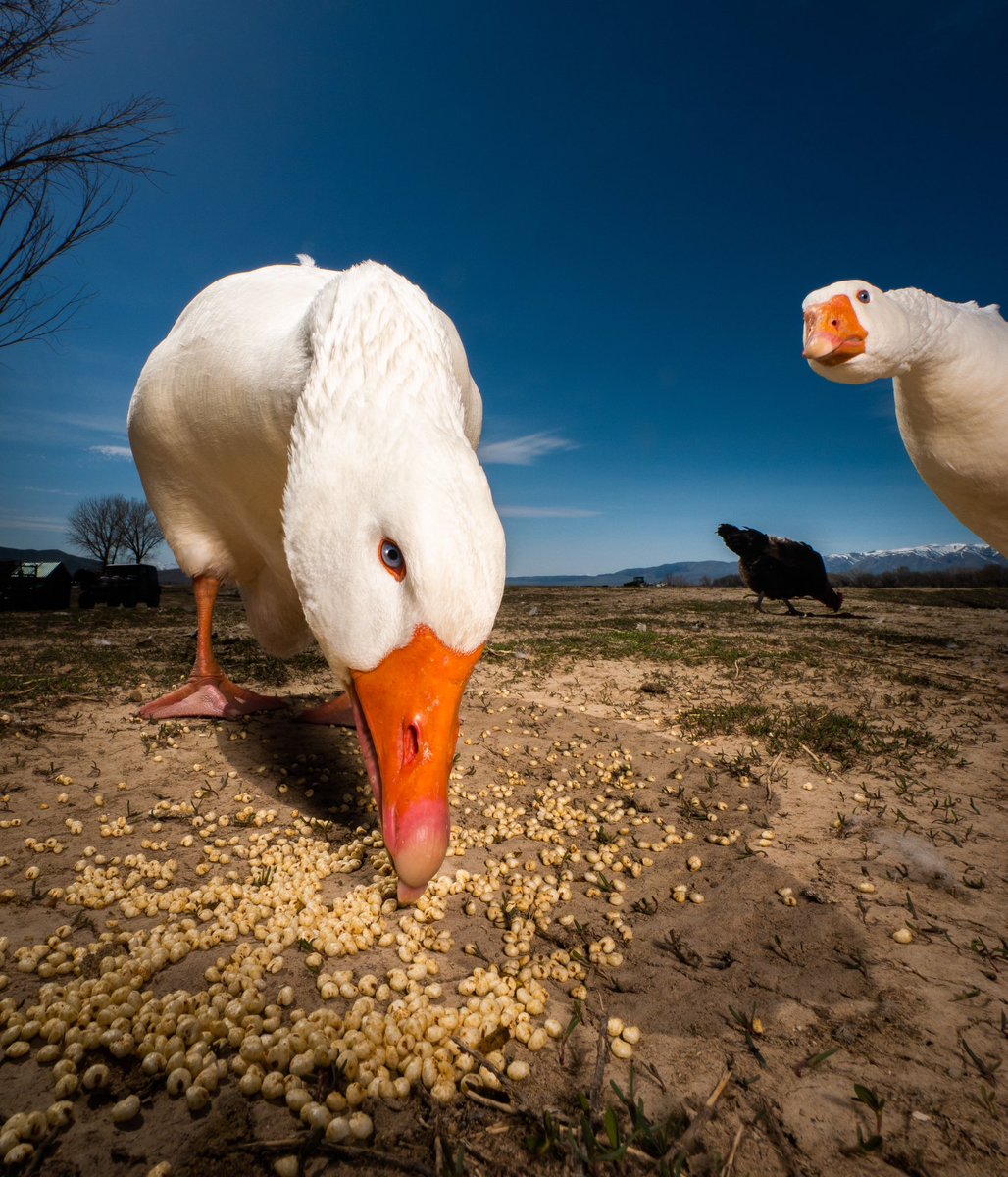 which one are you?

(retweet to send a treat live.dashducks.tv)