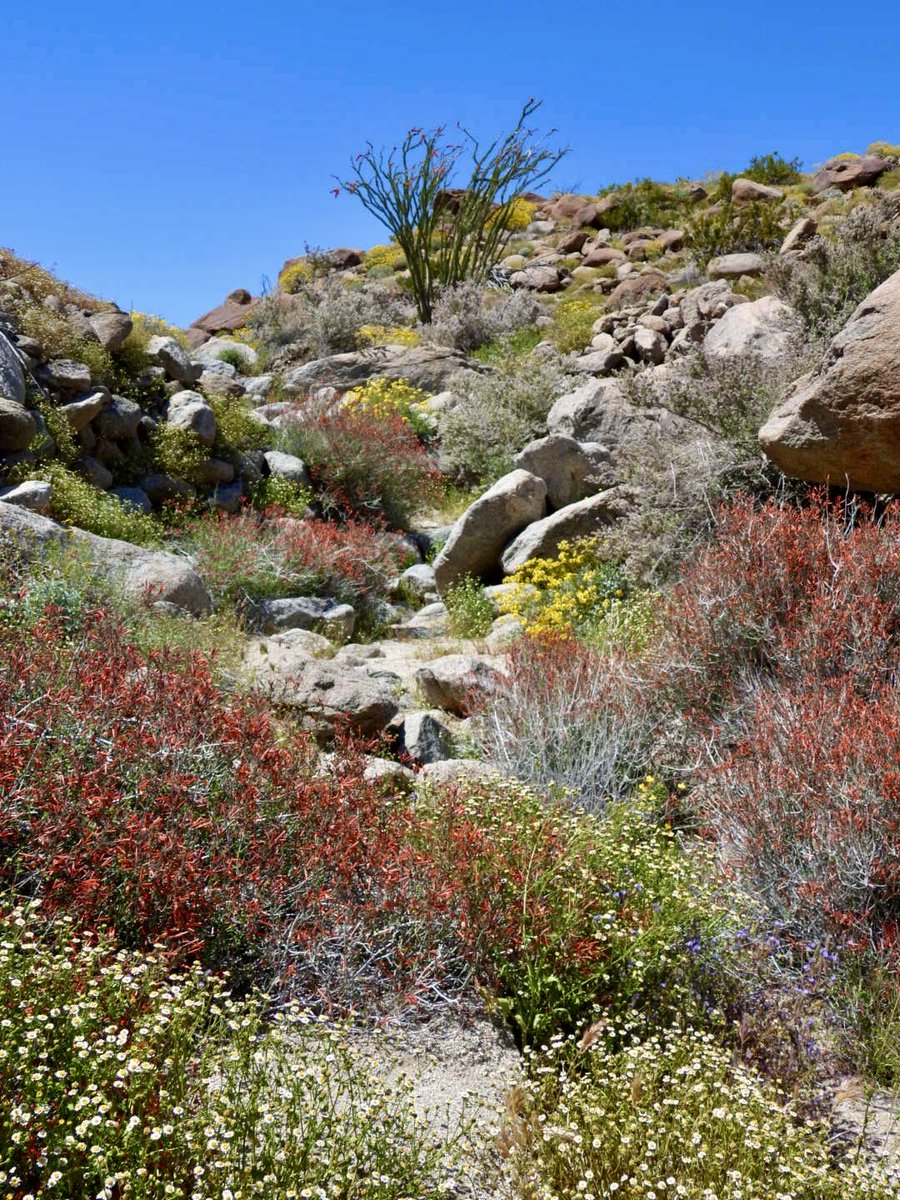 Spectacularly beautiful out in Borrego yesterday. Took these in Glorietta Canyon, but there were tons of blooms coming down Montezuma Grade and on the West side of town. The weather was perfect too. ⁦@eyesonsdskies⁩ #anzaborrego #wildflowers