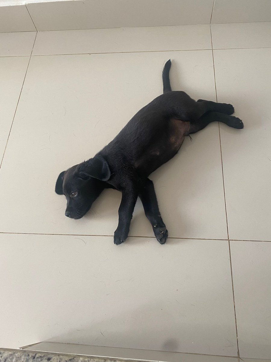 gugarlemos's tweet photo. @anelanal Aqui um vacilo entre uma beagle e um vira-lata fez nascer um mini labrador preto. https://t.co/ayCRtrcull