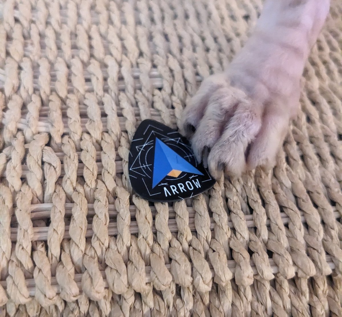 paranoidmonoid's tweet photo. I'm home and now my cats are actively examining the things that I've brought from Amsterdam. Top-1 was this guitar pick by @XebiaFunctional (it was stolen immediately) https://t.co/vqL21SUJv3
