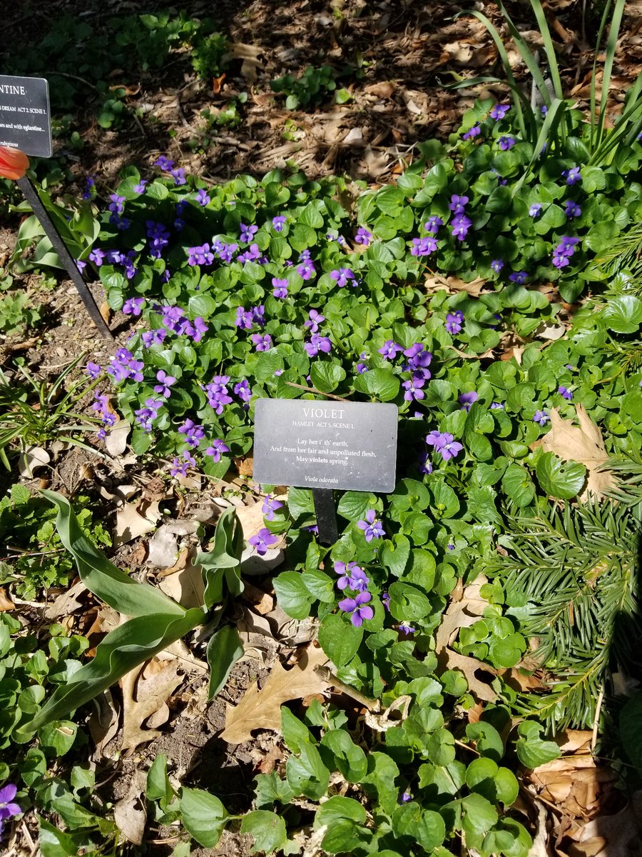 Violets in the Shakespeare Garden at #BrooklynBotanicGarden