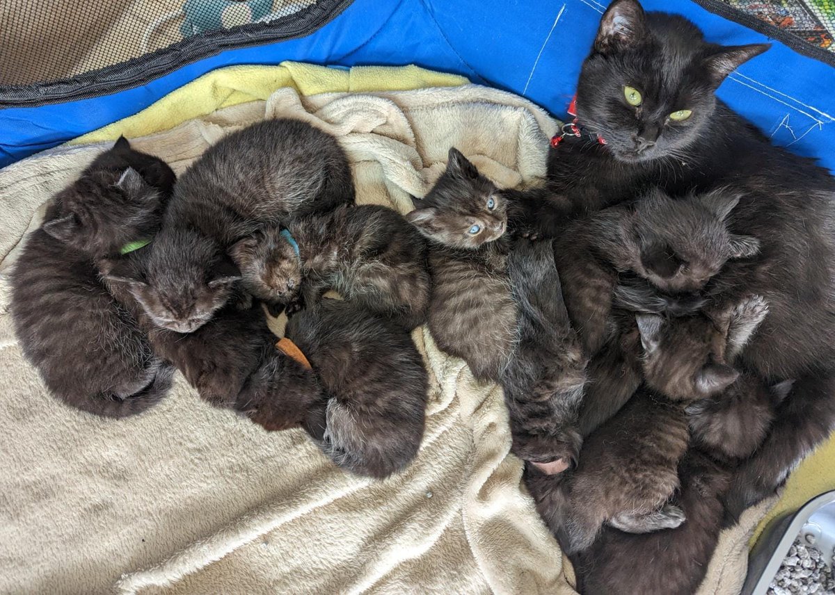 Bradford Cat Watch Rescue on Twitter "You may remember Midnight and Moonlight, our beautiful