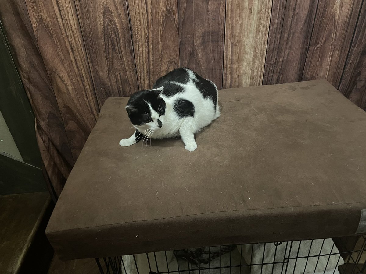 if you see this tweet, quote tweet it with the most recent photo you took of your pet. no cheating.