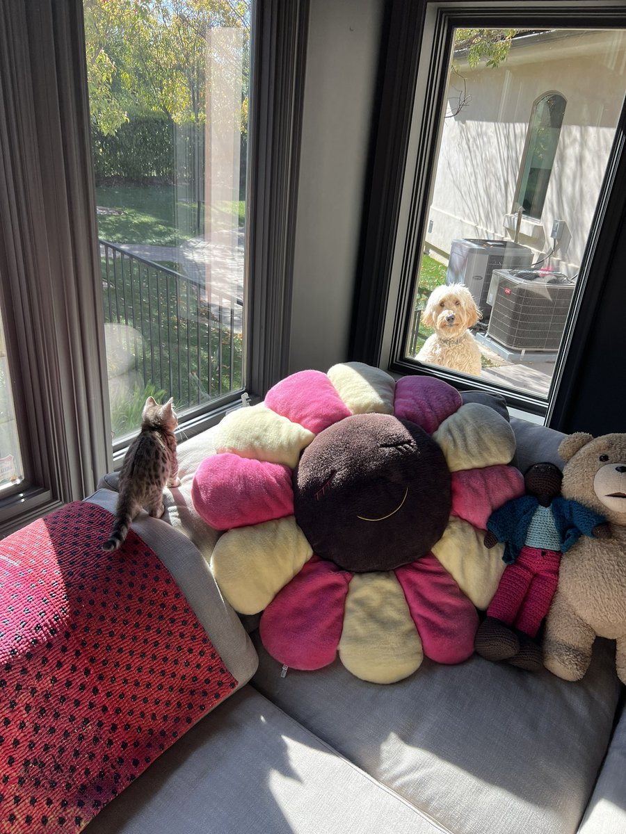 When Nino first noticed Sweets haha he was barkin goin crazy