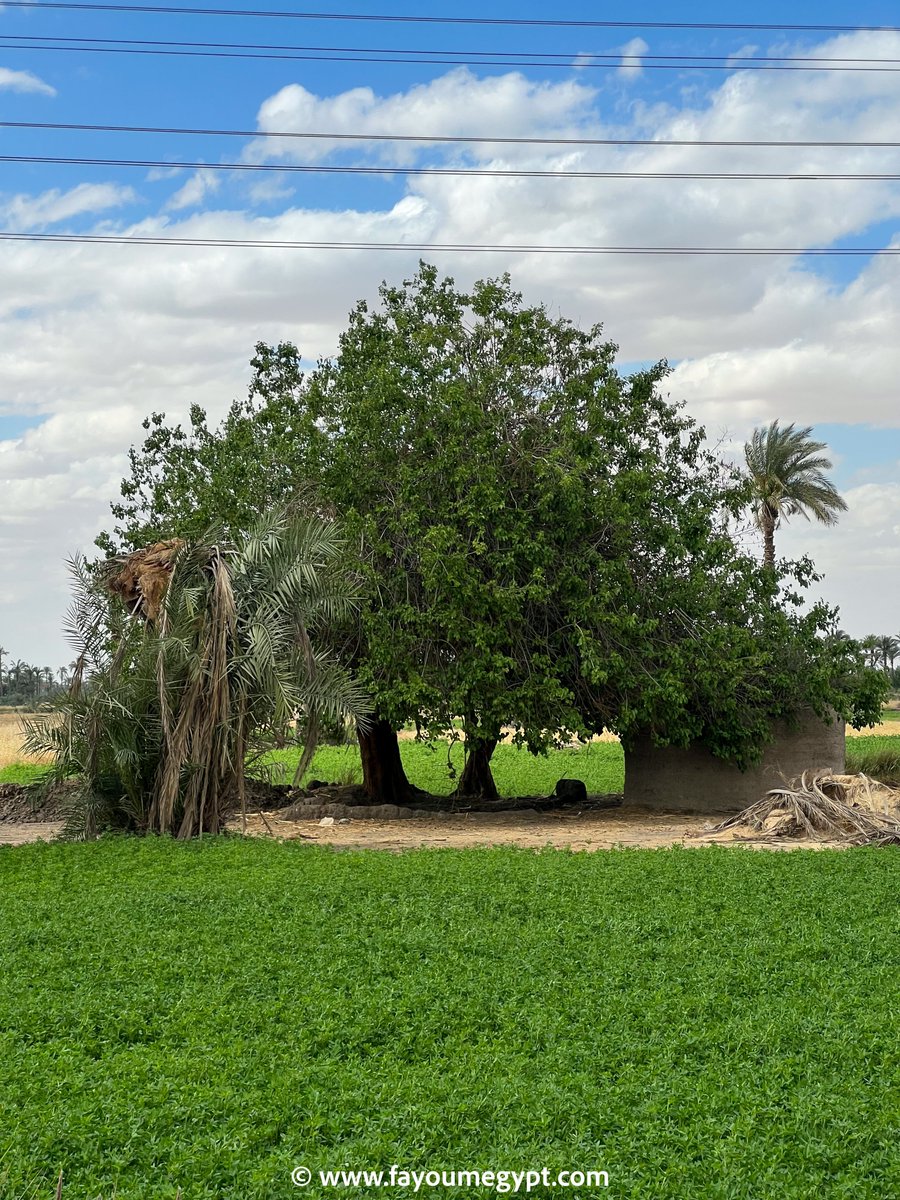 Fayoumer's tweet photo. Spring is here #Fayoum #Egypt #Walks https://t.co/uXZMpyInEA