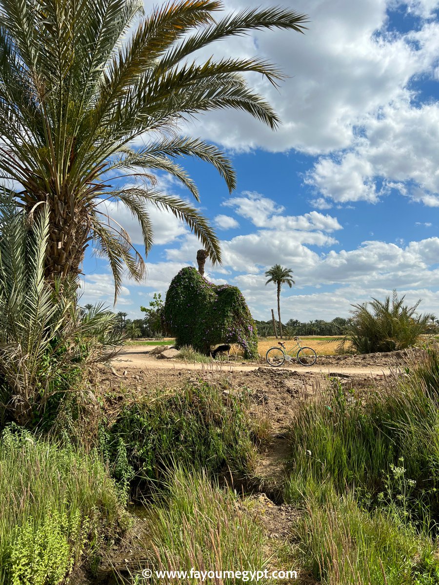 Fayoumer's tweet photo. Spring is here #Fayoum #Egypt #Walks https://t.co/uXZMpyInEA