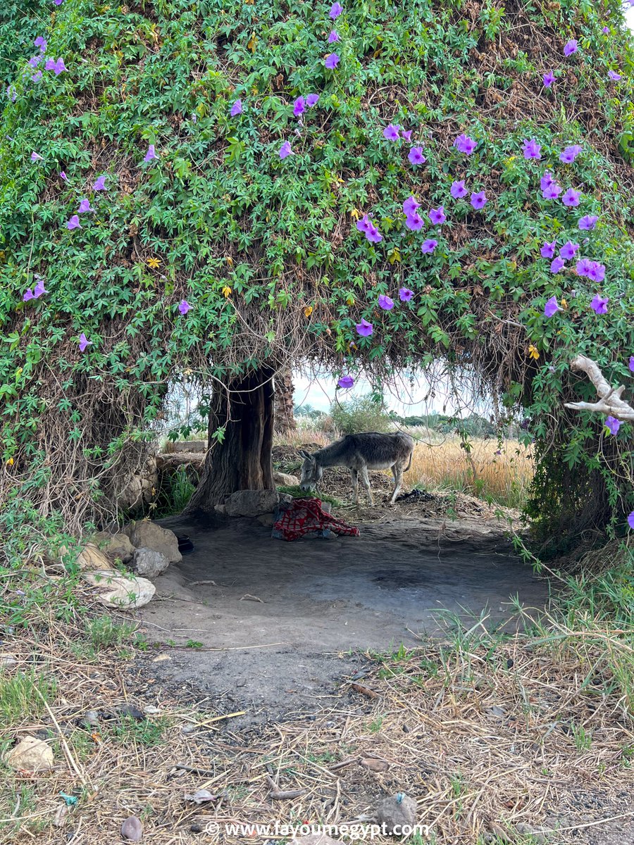 Fayoumer's tweet photo. Spring is here #Fayoum #Egypt #Walks https://t.co/uXZMpyInEA