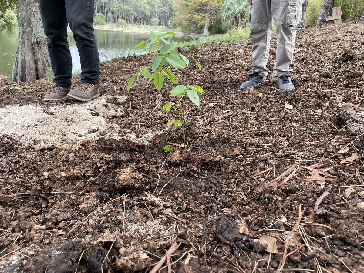 MunicipioPaso's tweet photo. 🟢 #Hoy nuestra alcaldesa interina Laura Benavidez, participó en la plantación de 30 árboles ceibos en el #ParqueRoosevelt  junto al director del Parque, el Arq. José Freitas, en el marco del “Programa Forestal”, dentro del plan de recuperación del lago 🌱🌳 https://t.co/yOyEiVd92P