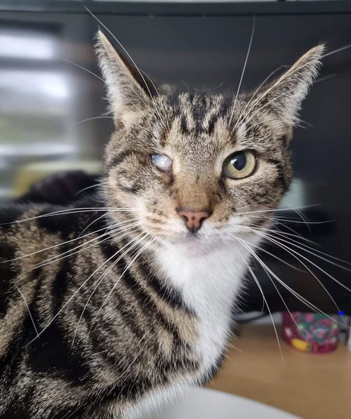 Bradford Cat Watch Rescue on Twitter "An exciting day for Olive today Bradford Cat Watch Rescue