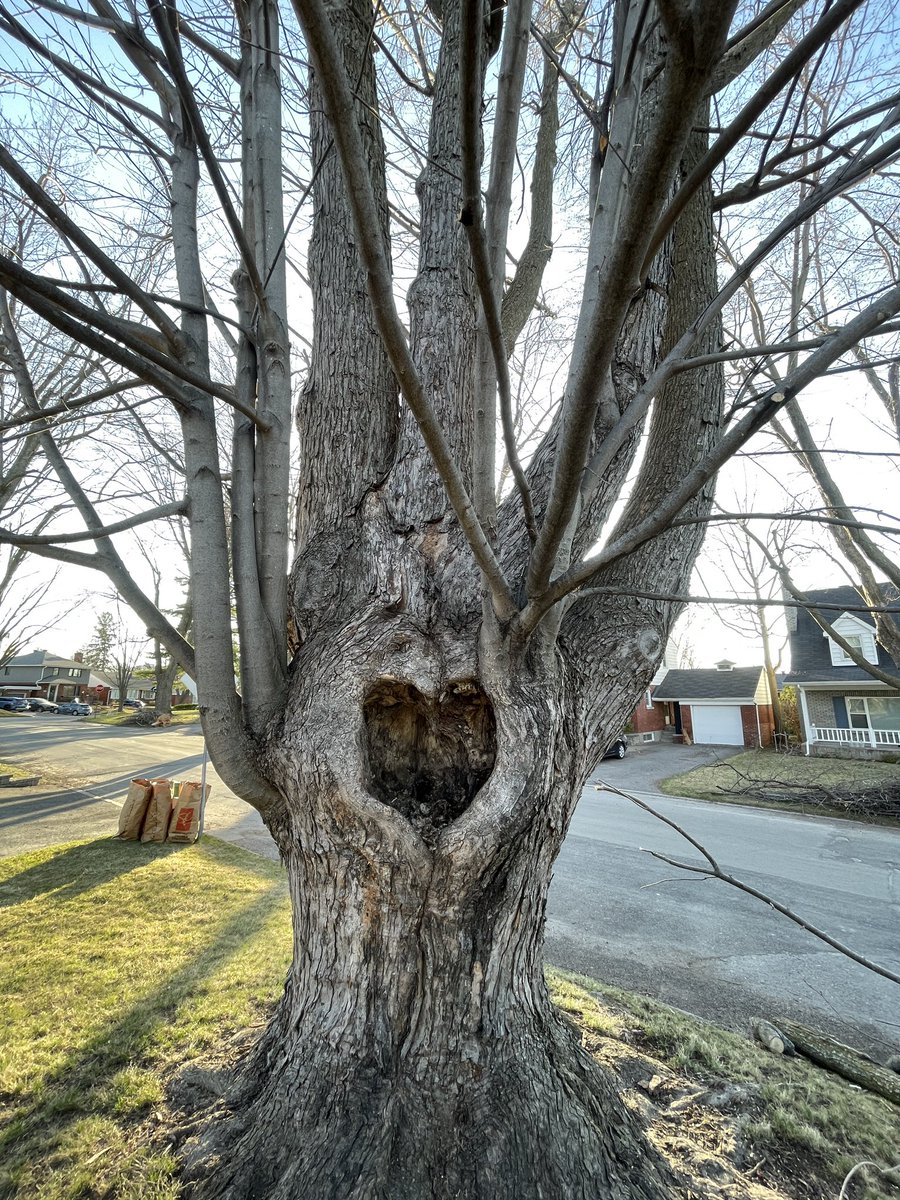 DendronForestry's tweet image. There’s a hole in my heart ❤️ #iftreescouldtalk #cooltrees