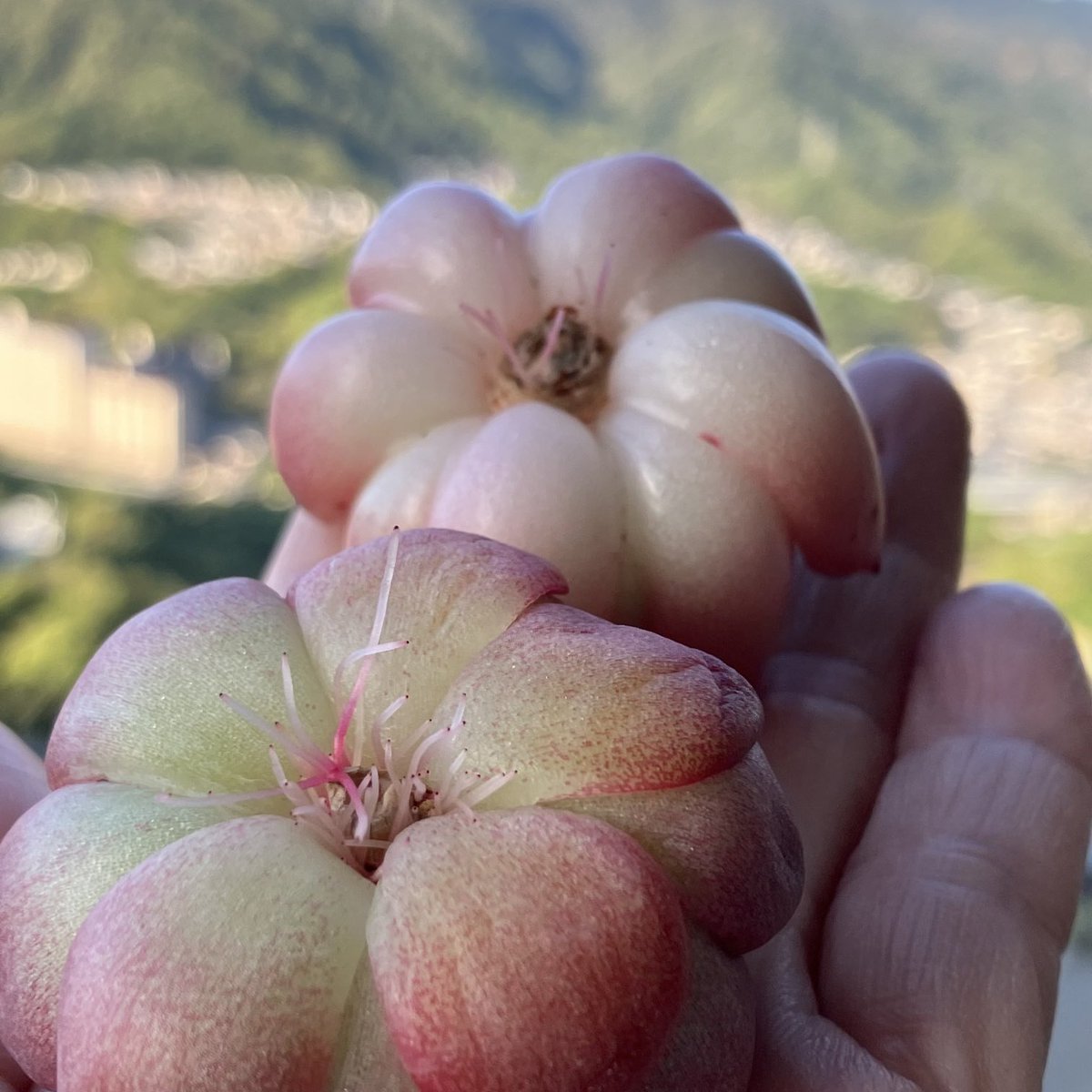 お纏め　ご確認用　アメトルム錦　未発根 お纏め ご確認用 アメトルム錦 未発根