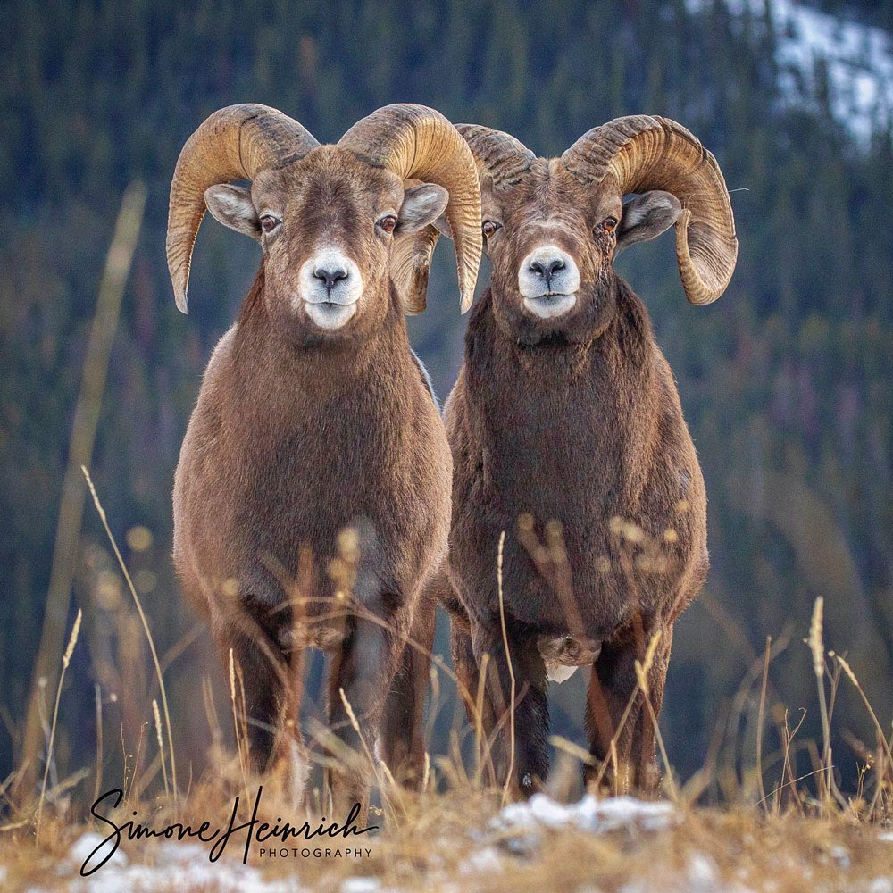 Seeing double! 🐏 🐏

Photo by: @simoneheinrichphotography on IG
#MyJasper  | #VentureBeyond