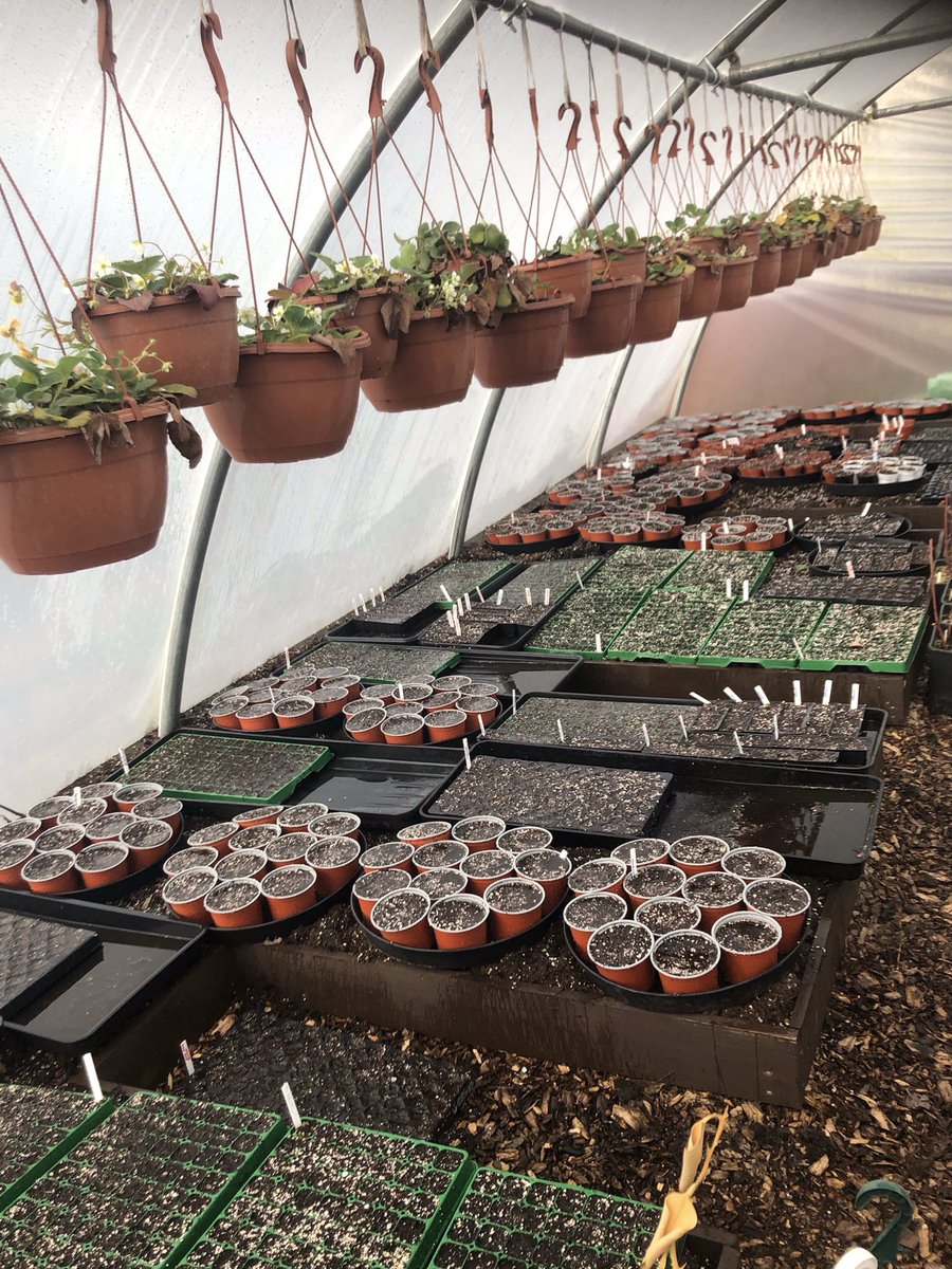 Seeding in the polytunnel! #GardeningTwitter #garden #plants #gardens #veg #VegetableGardening #Vegetables